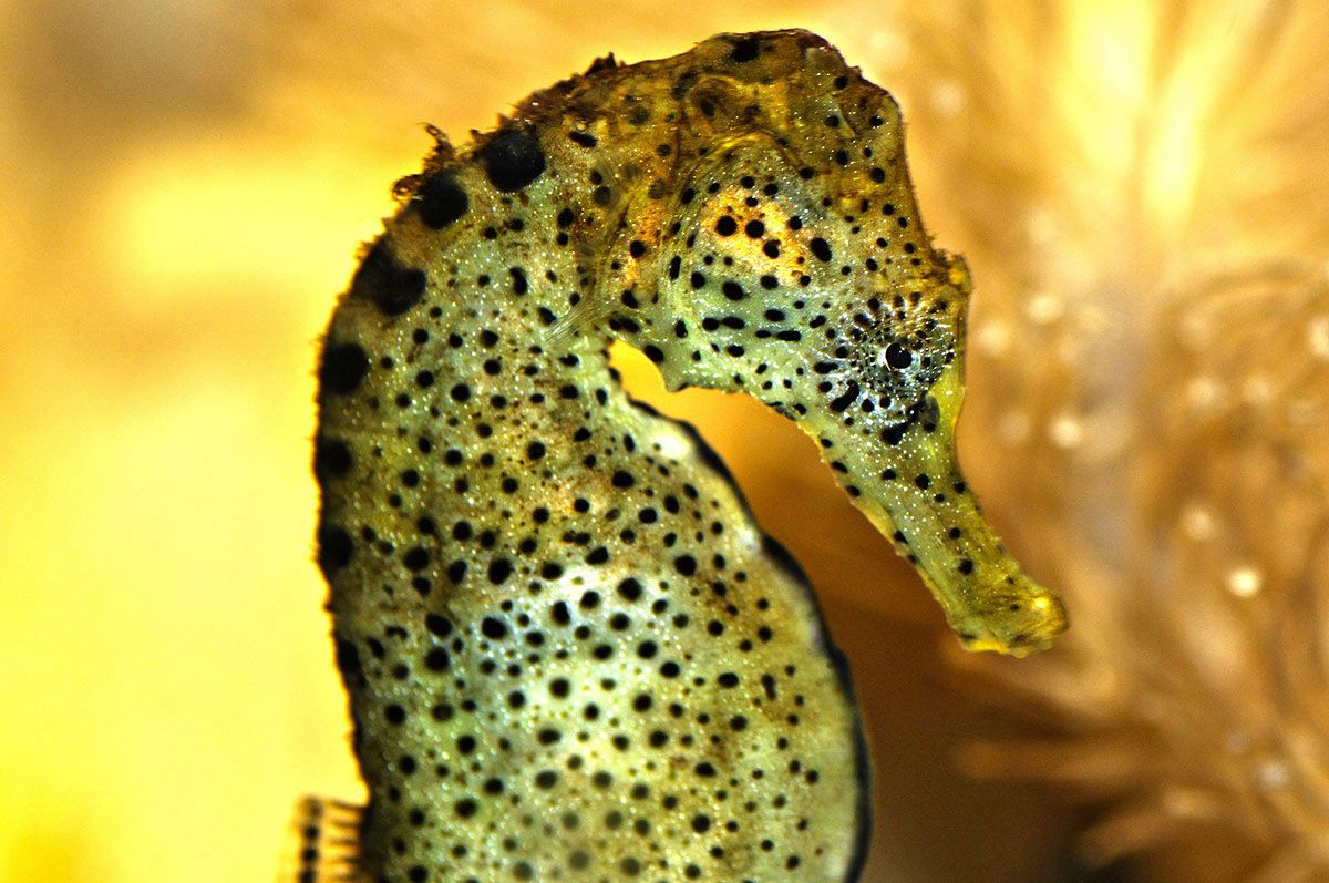Seahorse at Cité de la Mer in Cherbourg