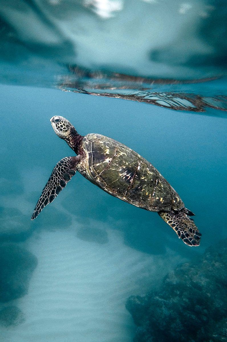 Turtle at Cité de la Mer in Cherbourg