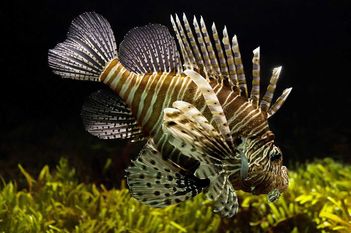 Scorpian Fish at Cité de la Mer in Cherbourg