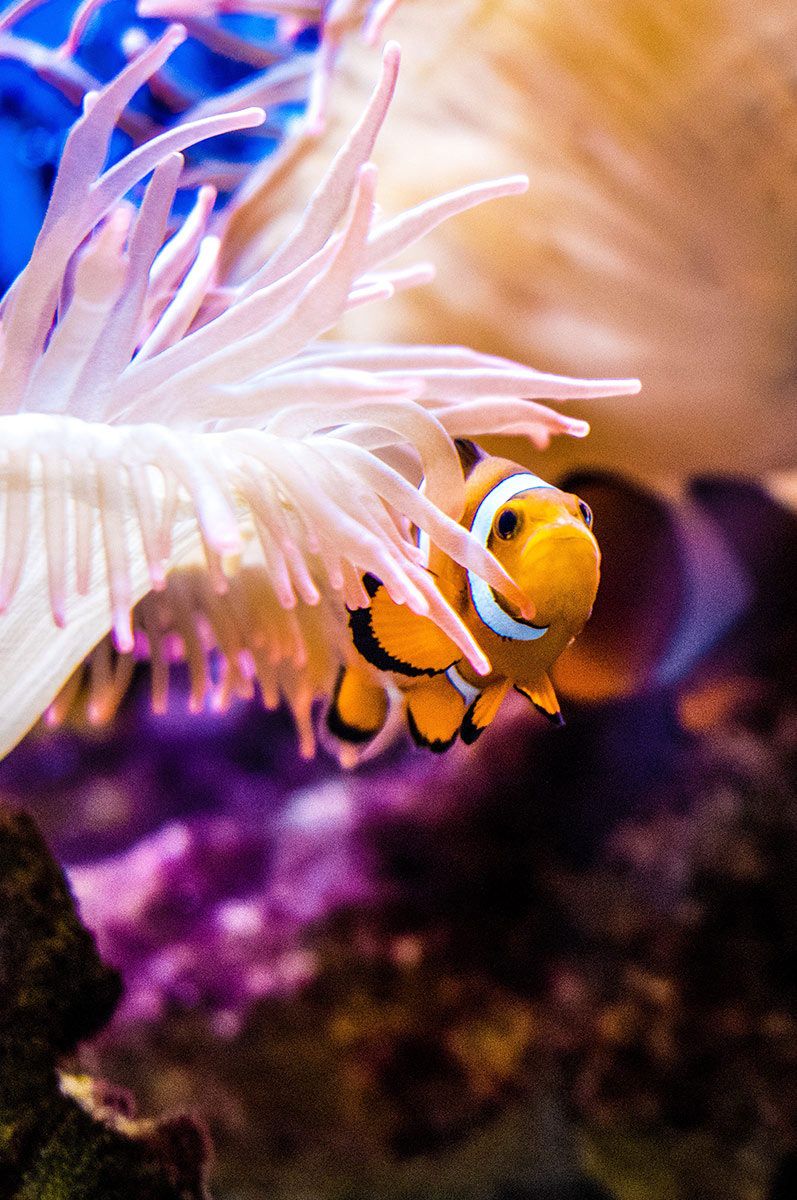 Clownfish at Cité de la Mer in Cherbourg