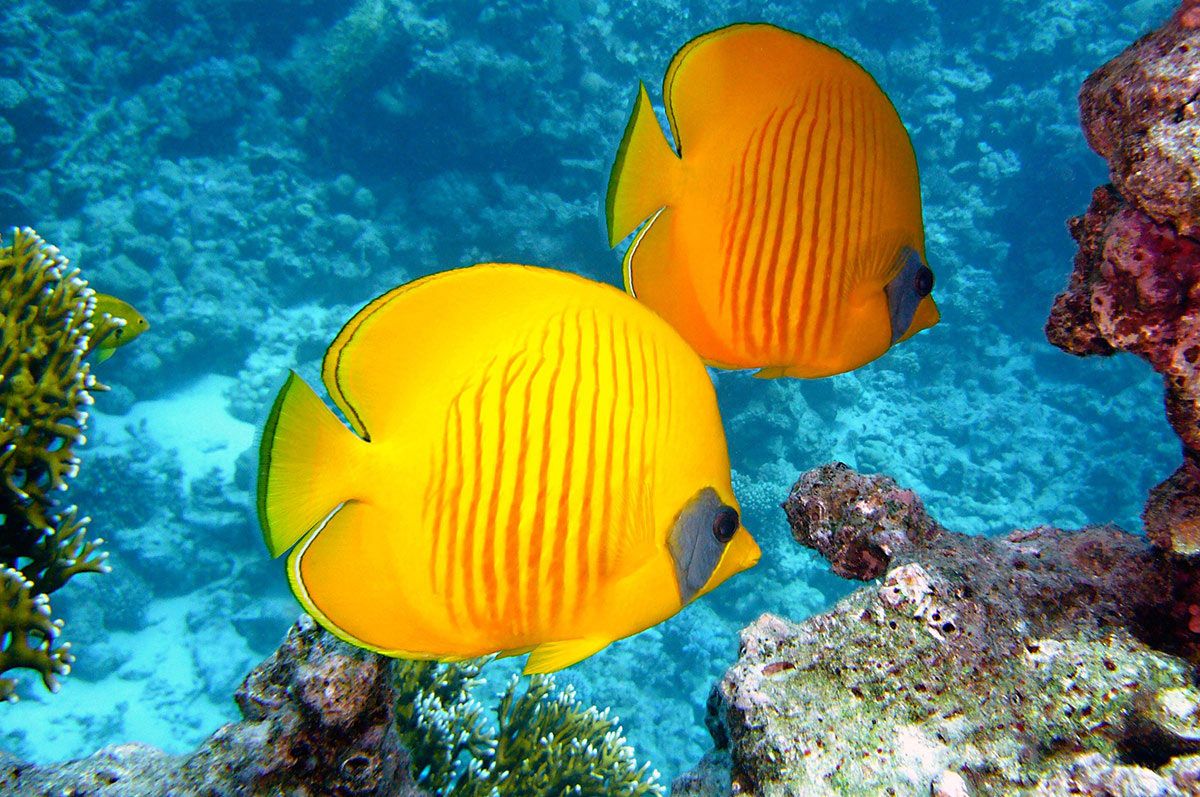 Tropical Fish at Cité de la Mer in Cherbourg