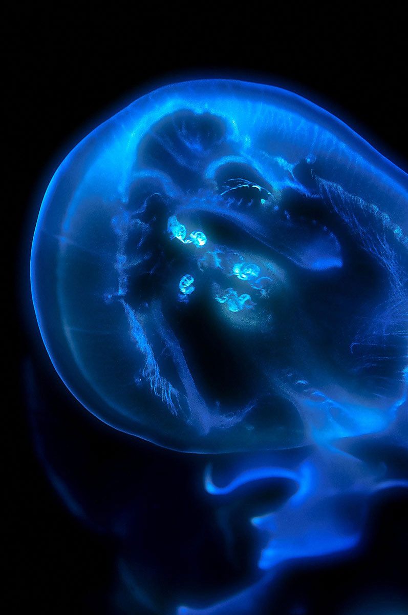 Jellyfish at Cité de la Mer in Cherbourg